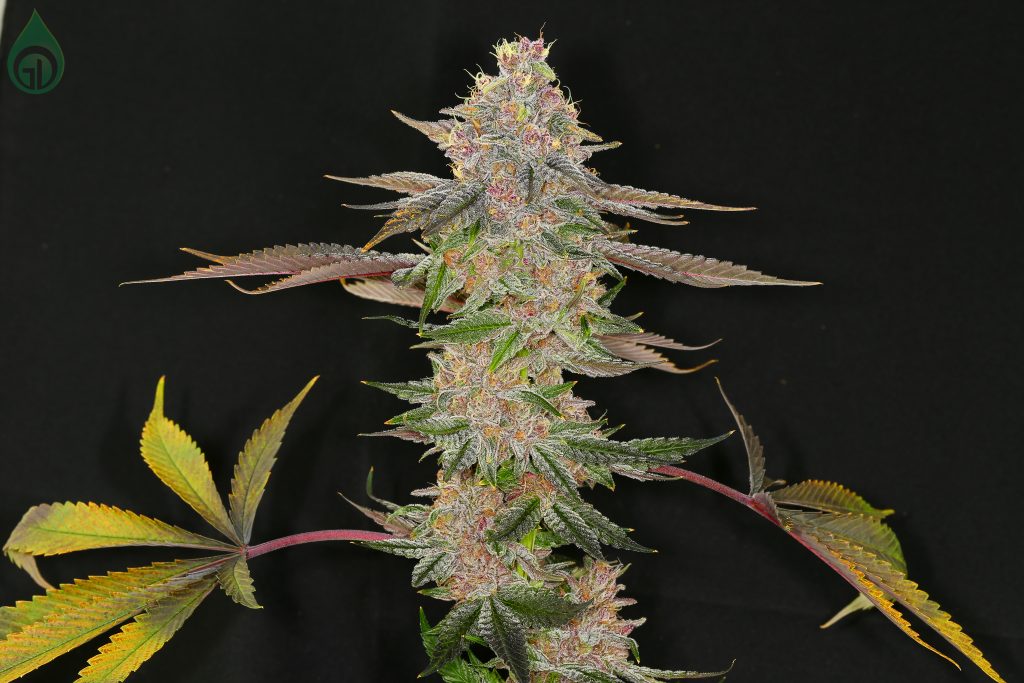 Strawberry Blitz living flowering cannabis plant, as labeled by the cited image source